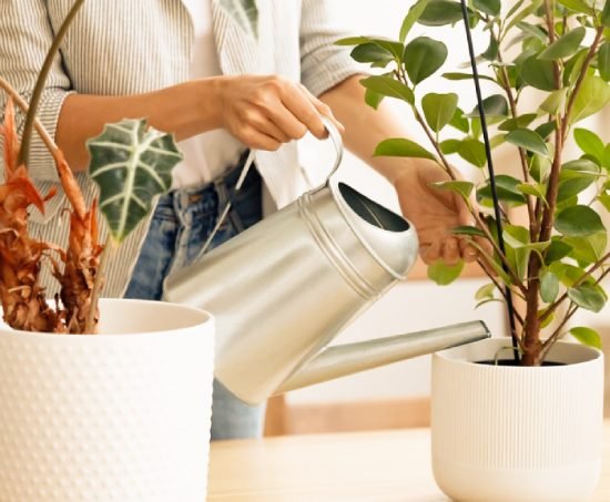 Office Plant Services in Provo, UT