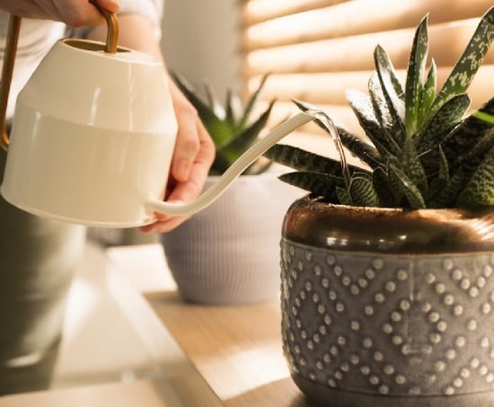 Office Plant Services in Provo, UT