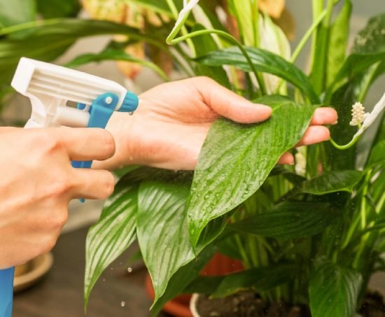 Office Plant Services in Provo, UT