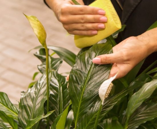 Office Plant Services in Provo, UT